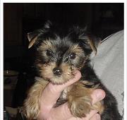 nice baby face Yorkie Puppies For Free Adoption 