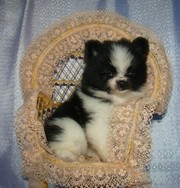 Cute and lovely Pomeranian puppies for Adoption