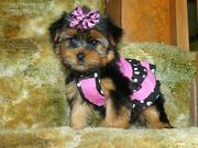 Adorable Yorkie Puppies for adoption