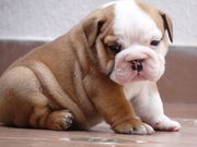 Free English Bulldogs For New Homes