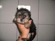 Teacup yorkie puppy for option