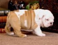 Lovely English Bulldog Puppies ready for sale