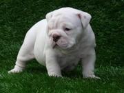 lovely and adorable English bulldog puppies
