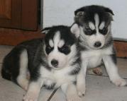 Black and White with Blue Eyes Siberian Husky Puppies