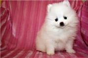 Sweet and cute pair of Pomeranian puppies ready to joint a new family