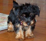 male and female yorkie puppies available