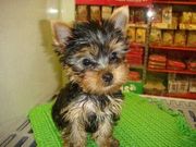 Adorable.Cute And Lovely Yorkie Puppies For Free Adoption