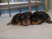 Male and Female Teacup Yorkies