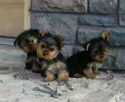  Yorkie Puppies For Free Adoption.Outsanding,  playfull and good lookin
