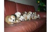 Free englissh bulldog puppies