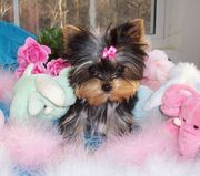 cute yorkie puppy is now ready to go