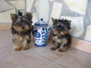 Adorable Yorkie puppies for free adoption