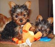 Fabulous Teacup Yorkie Puppies For Adoption(newhome4baby1@gmail.com) 