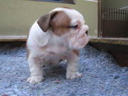 Male and Female English Bulldog Puppies Ready For Adoption