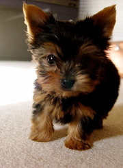Two Tiny Yorkie Puppies For Adoption