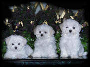 fantastic maltese puppies for free adoption