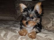 charming yorkie puppies for x-mas  for good homes