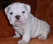  home train bulldogs Puppies Ready For adoption