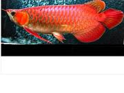 supper red Asian Arowana fish and others for sale