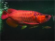 Charming Red Arowana Fishes And Other for Sale 