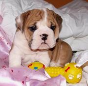  Adorable English Bulldog Puppies For Adoption